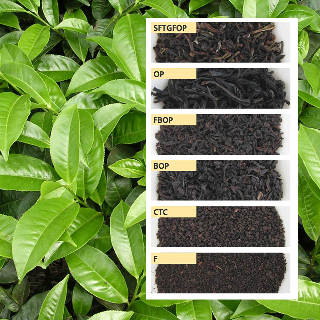 Finest Tippy Golden Flowery Orange Pekoe
